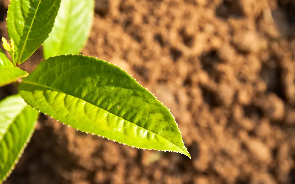fondi di caffè come fertilizzante per le piante